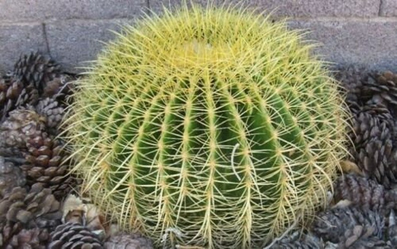 Echinocactus grusonii Golden Barrel Cactus 30 Seeds image 4