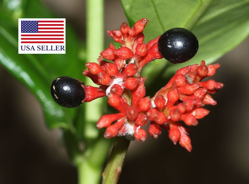 Rauvolfia serpentina Rauwolfia Indian Snakeroot Devil Pepper 5 Seeds image 1