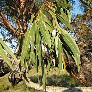 Eucalyptus viminalis ssp. cygn Rough-barked Manna Gum 50 Seeds image 10