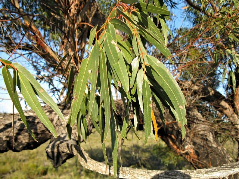 Eucalyptus viminalis ssp. cygn Rough-barked Manna Gum 50 Seeds image 10