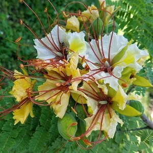 Delonix elata Poinciana elata White Gul Mohur, Creamy Peacock Flower, Yellow Gul Mohur 5 Seeds image 4