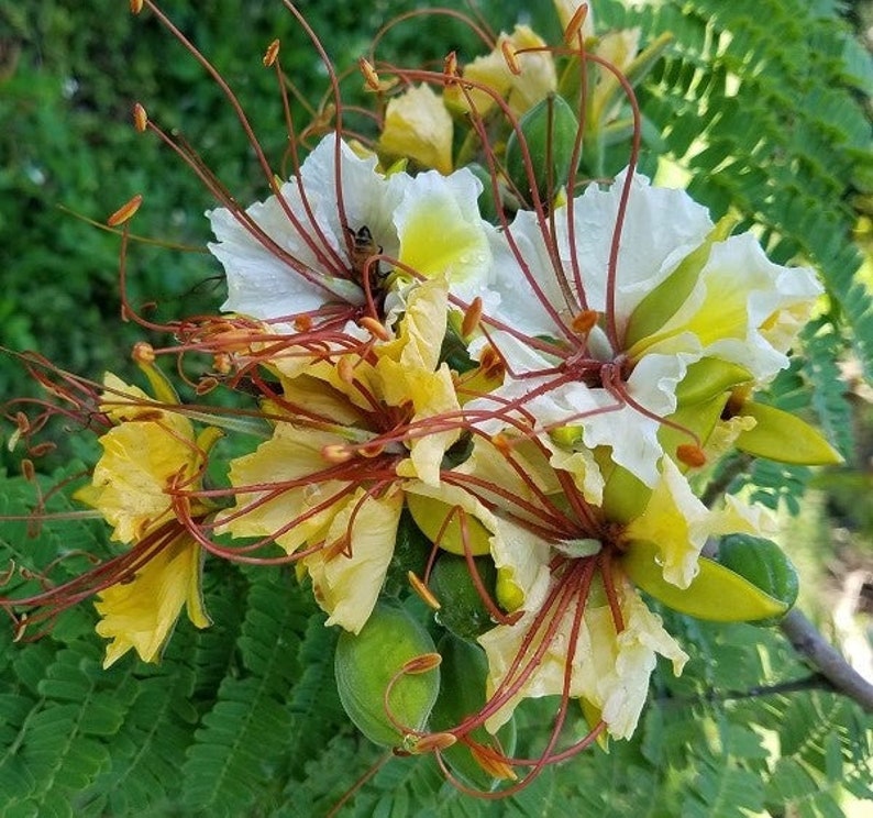 Delonix elata Poinciana elata White Gul Mohur, Creamy Peacock Flower, Yellow Gul Mohur 5 Seeds image 4