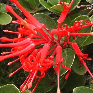 Embothrium coccineum 4 Seeds Chilean Fire Tree, Flame Flower image 2