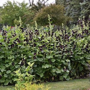 Alcea rosea nigra Black Hollyhock 50 seeds image 7