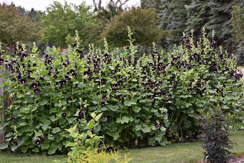 Alcea rosea nigra Black Hollyhock 50 seeds image 7