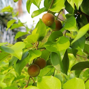 Dovyalis hebecarpa, Ceylon-Barbed Berry, CEYLON GOOSEBERRY, 15 Seeds image 6