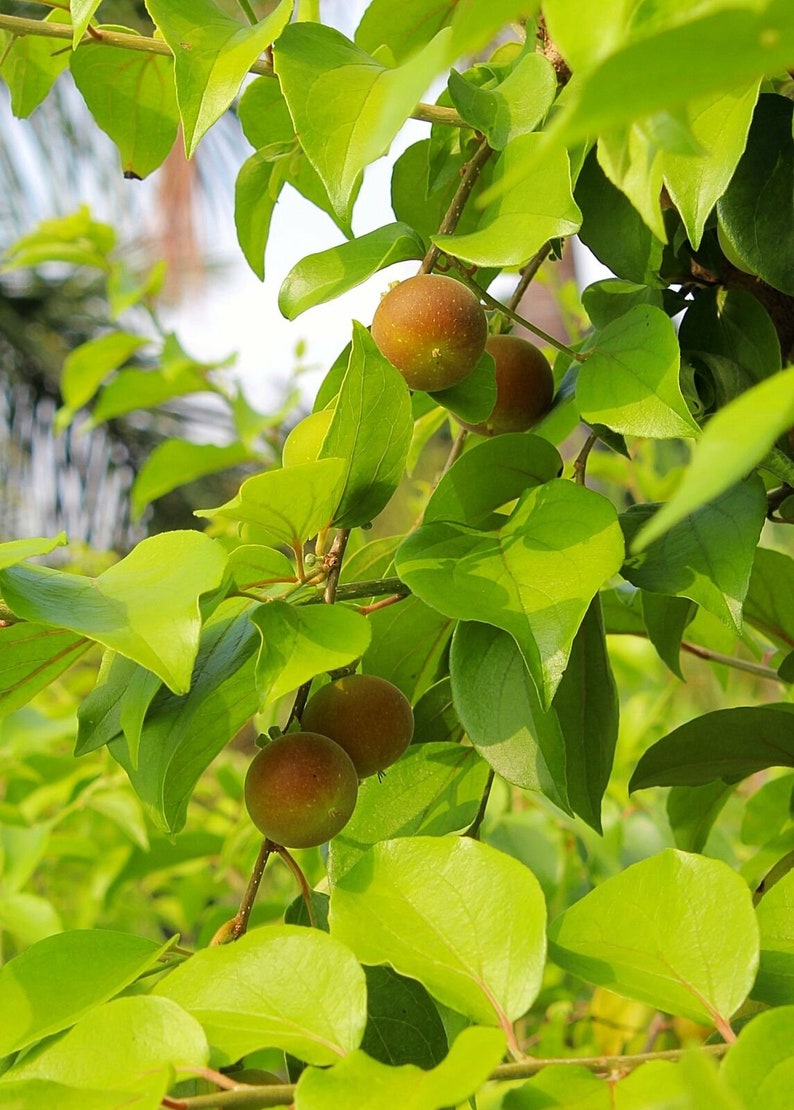 Dovyalis hebecarpa, Ceylon-Barbed Berry, CEYLON GOOSEBERRY, 15 Seeds image 6