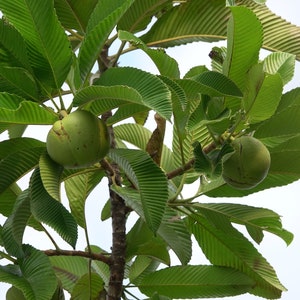 Dillenia indica Elephant Apple Tree, Chalta, Indischer Rosenapfel 10 Seeds image 5