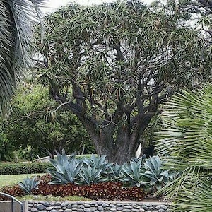 Aloe Barberae Seeds Tree aloe tree, giant baby of africa 5 Fresh Seeds image 3