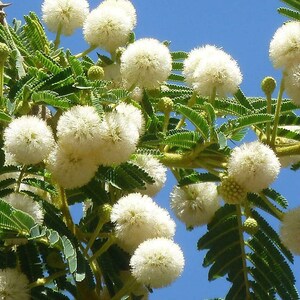 Acacia sieberiana Paperbark Thorn 10 Seeds image 2