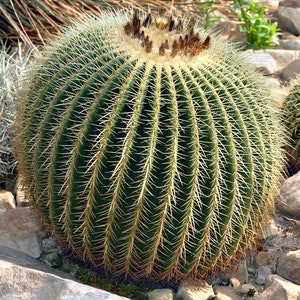 Echinocactus grusonii Golden Barrel Cactus 30 Seeds image 7