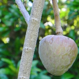 Annona Reticulata Custard Apple Chirimoya Corazón 10 SEEDS For Planting Wild Sweetsop, Soursop and Bullock's Heart image 5