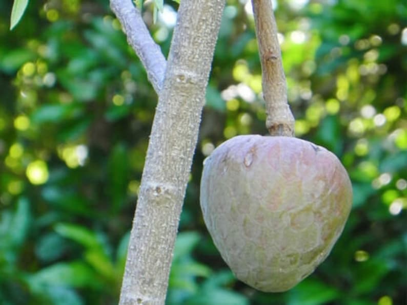 Annona Reticulata Custard Apple Chirimoya Corazón 10 SEEDS For Planting Wild Sweetsop, Soursop and Bullock's Heart image 5