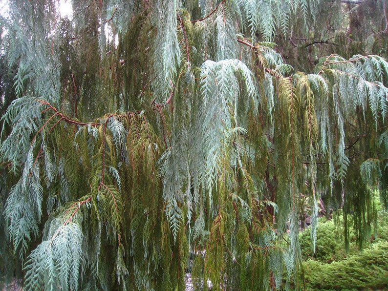 30 Cupressus Cashmeriana seeds Kashmir cypress, butan cypress, cupressus blue cascade image 7