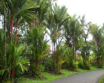 Red Palm bamboo Gigante Rare seeds 10 Semi di Bambù Cyrtostachys renda