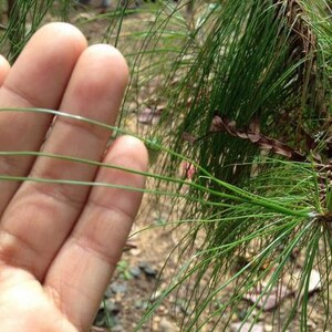 Pinus Kesiya Pinus insularis, Pine Cones, Pinus khasia, khasyana 20 Seeds image 7