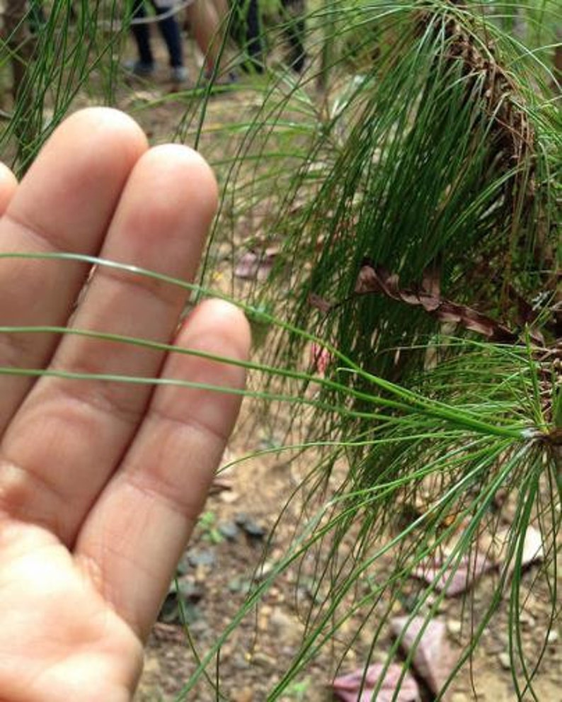 Pinus Kesiya Pinus insularis, Pine Cones, Pinus khasia, khasyana 20 Seeds image 7