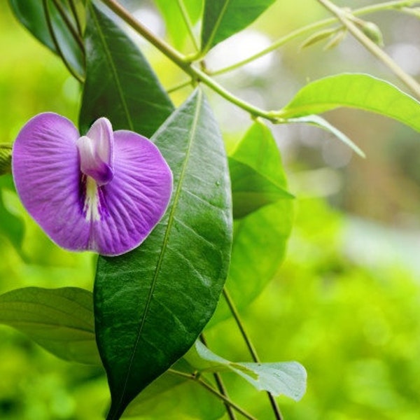 Butterfly Pea - Centro Pink - Centrosema pubescens - 5 Seeds