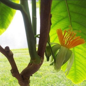 Tree Passiflora Macrophylla Tropical Plant Passiflora Passion Fruit 5 Seeds