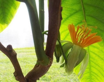Tree Passiflora Macrophylla Tropical Plant Passiflora Passion Fruit 5 Seeds