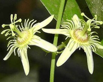 Passiflora suberosa - Cork Bark Passionflower - 5 Seeds