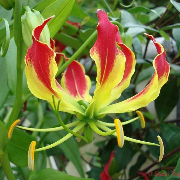 Gloriosa Superba Glory Vine, Climbing Flame Lily Exceptional Beauty - 10 Seeds
