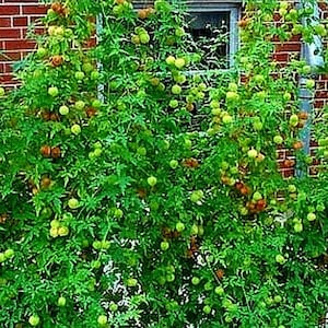 Cardiospermum halicacabum seeds Love-in-a-puff Balloon Vine 10 seeds image 4