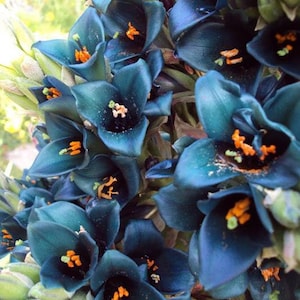 Puya Berteroniana Alpestris 15 Seeds Sapphire Tower Puya Alpestris Very Rare image 5