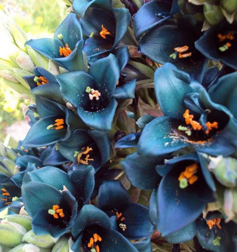 Puya Berteroniana Alpestris 15 Seeds Sapphire Tower Puya Alpestris Very Rare image 5