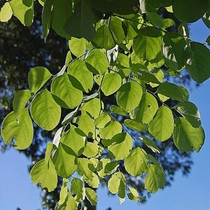 Dalbergia latifolia, black rosewood, blackwood, Bombay black wood tree 20 Seeds image 7