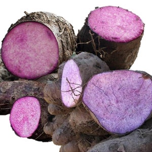 Dioscorea alata Purple yam 10 seeds image 1