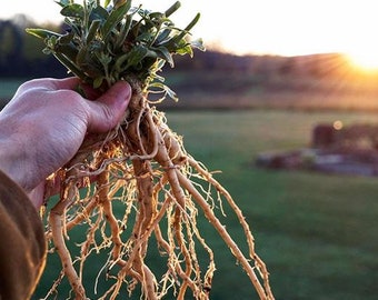 50 Ashwagandha Samen - Bio - Withania somnifera Seeds - Indischer Ginseng - USA VERKÄUFER