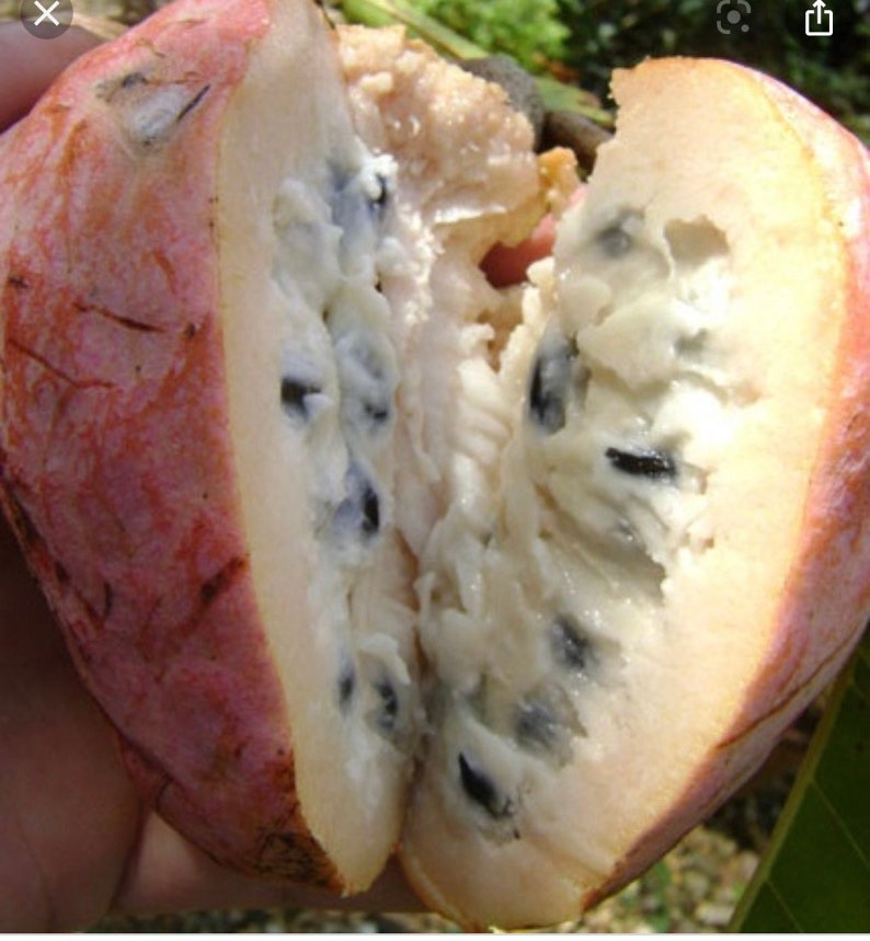 Annona Reticulata Custard Apple Chirimoya Corazón 10 SEEDS For Planting Wild Sweetsop, Soursop and Bullock's Heart image 8