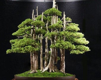 Juniperus chinensis var. chinensis - Chinese Juniper Bonsai Tree - 20 Seeds