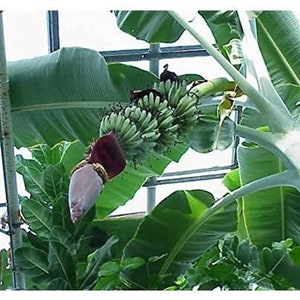 Musa thomsonii seeds RARE HARDY BANANA Exotic Thomson's Banana 10 Seeds image 1