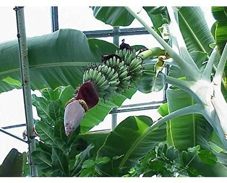 Musa thomsonii seeds RARE HARDY BANANA Exotic Thomson's Banana 10 Seeds image 1