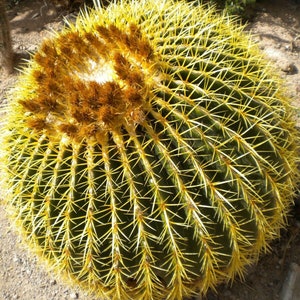 Echinocactus grusonii Golden Barrel Cactus 30 Seeds image 8