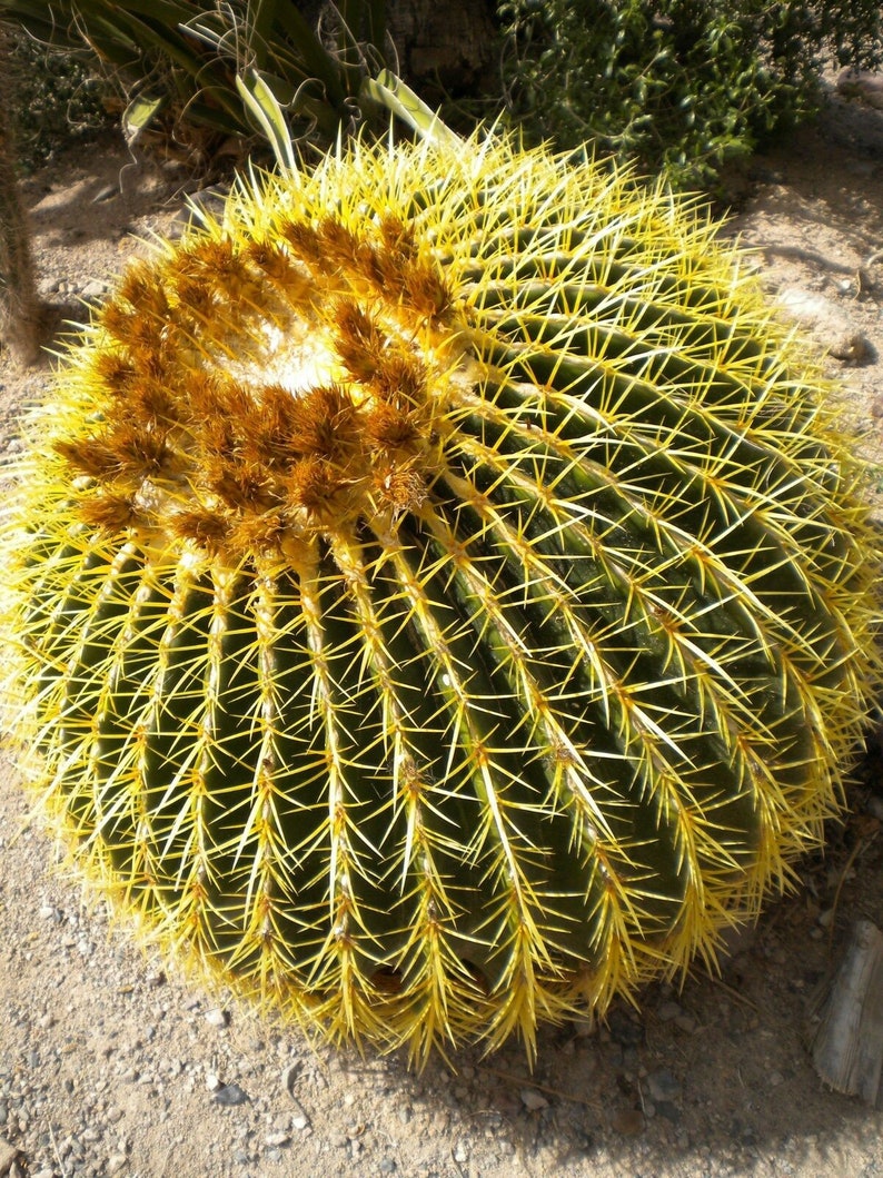 Echinocactus grusonii Golden Barrel Cactus 30 Seeds image 8