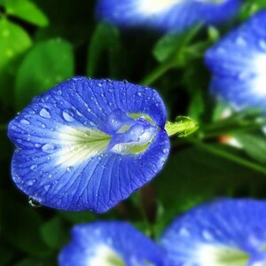 Clitoria Ternatea - Blue Butterfly Pea 10 Seeds Vine 100% new Organic