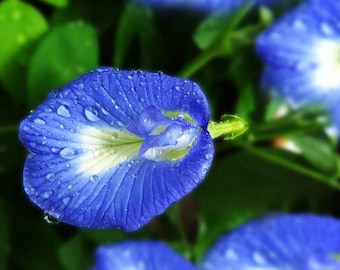 Clitoria Ternatea - Blue Butterfly Pea 10 Seeds Vine 100% new Organic