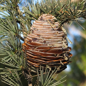 Deodar Cedar Cedrus deodara, Himalaya cedar 10 Seeds image 7