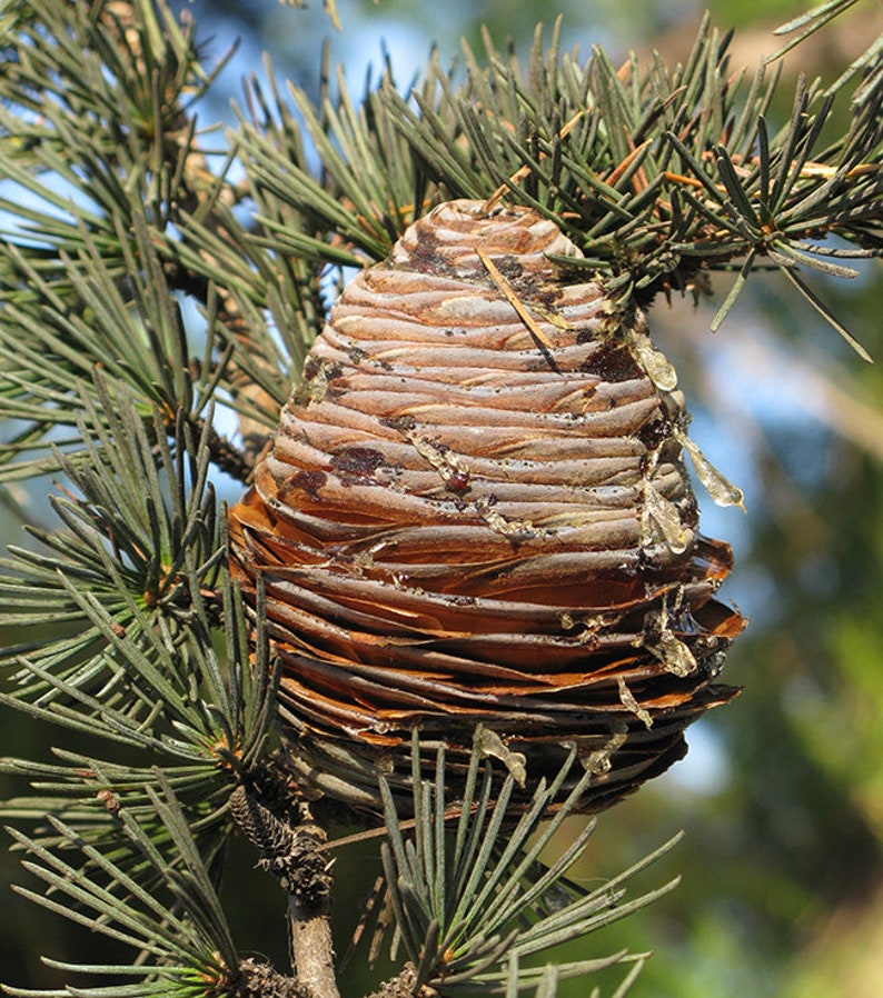 Deodar Cedar Cedrus deodara, Himalaya cedar 10 Seeds image 7