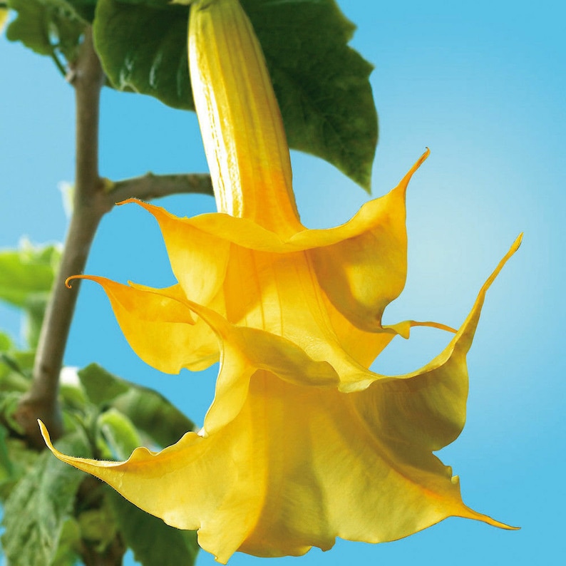 10 Brugmansia Suaveolens Yellow Seeds Datura Seeds Dwarf Brugmansia Angel Trumpet Bonsai Flower Fragrant Yellow image 2