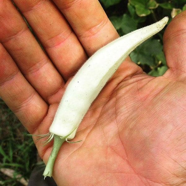 Abelmoschus esculentus White Fruit Seeds - White Velvet Okra, Ladies Fingers - 10 Seeds