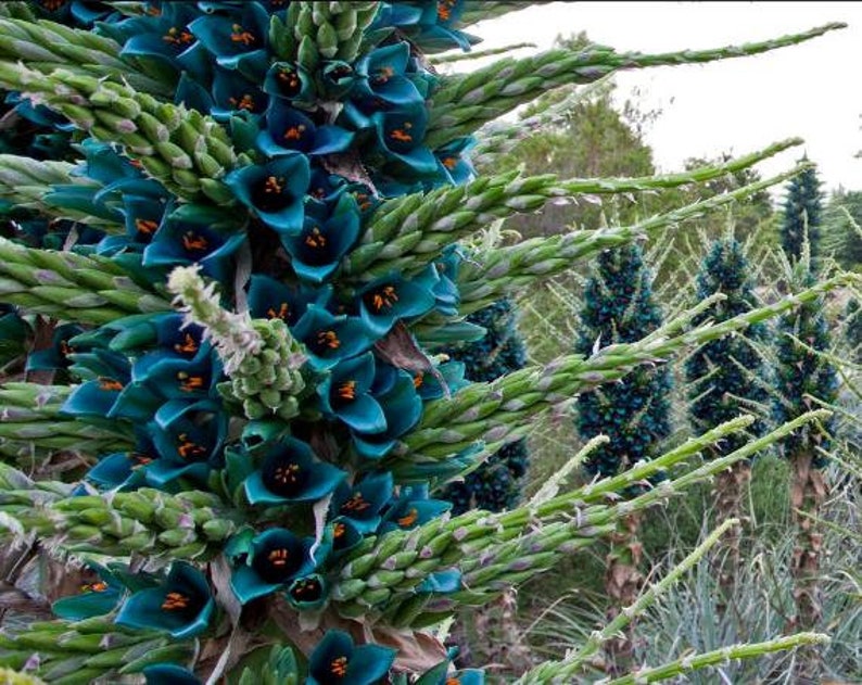 Puya Berteroniana Alpestris 15 Seeds Sapphire Tower Puya Alpestris Very Rare image 4