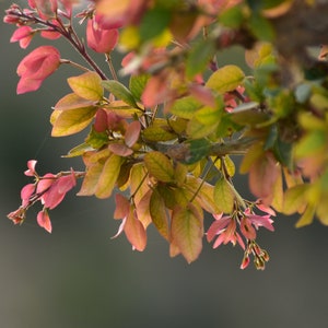 Pithecellobium dulce Madras Thorn Manilla Tamarind 10 Seeds image 6