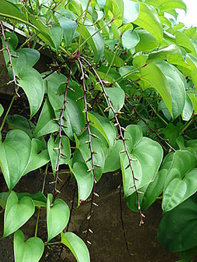 Dioscorea alata Purple yam 10 seeds image 4