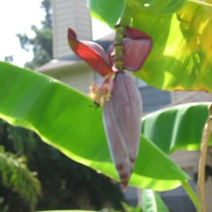 Musa thomsonii seeds RARE HARDY BANANA Exotic Thomson's Banana 10 Seeds image 10