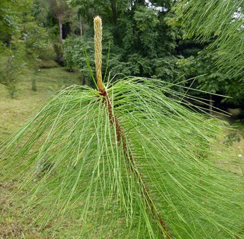 Pinus Kesiya Pinus insularis, Pine Cones, Pinus khasia, khasyana 20 Seeds image 6