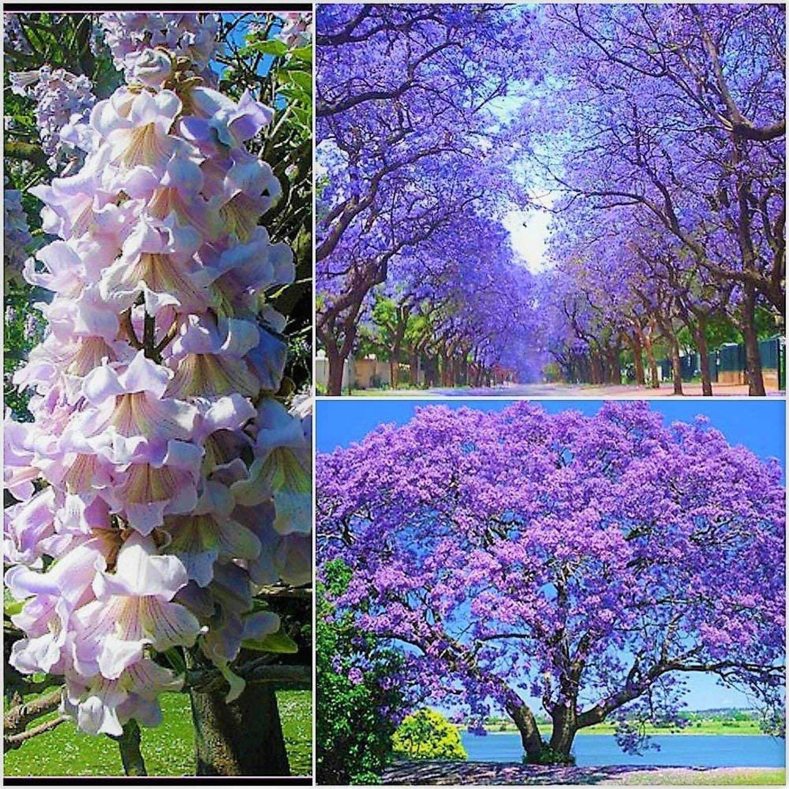 Paulownia Tomentosa Empress Tree Foxglove Tree 50 Seeds Etsy